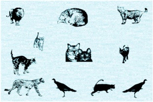 The Essentials of Cat E Poultry